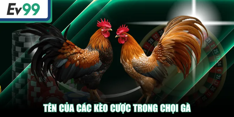 Top Những Thuật Ngữ Đá Gà Người Mới Và Cao Thủ Cần Biết! Top Những Thuật Ngữ Đá Gà Người Mới Và Cao Thủ Cần Biết!