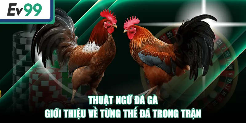 Top Những Thuật Ngữ Đá Gà Người Mới Và Cao Thủ Cần Biết! Top Những Thuật Ngữ Đá Gà Người Mới Và Cao Thủ Cần Biết!
