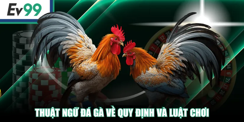 Top Những Thuật Ngữ Đá Gà Người Mới Và Cao Thủ Cần Biết! Top Những Thuật Ngữ Đá Gà Người Mới Và Cao Thủ Cần Biết!