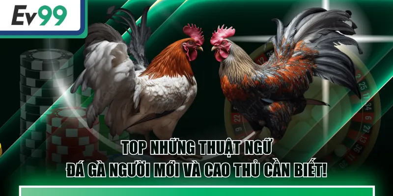Đá Gà EV99 - Live Betting Nhận Tiền Thưởng Khủng