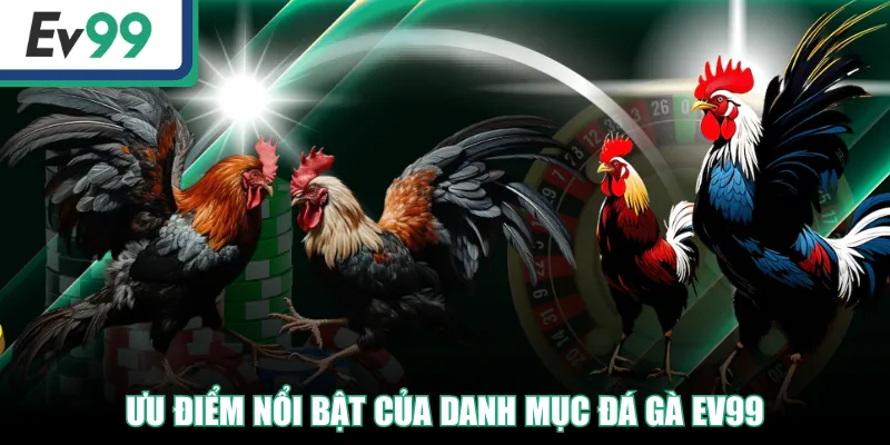 Đá Gà EV99 - Live Betting Nhận Tiền Thưởng Khủng