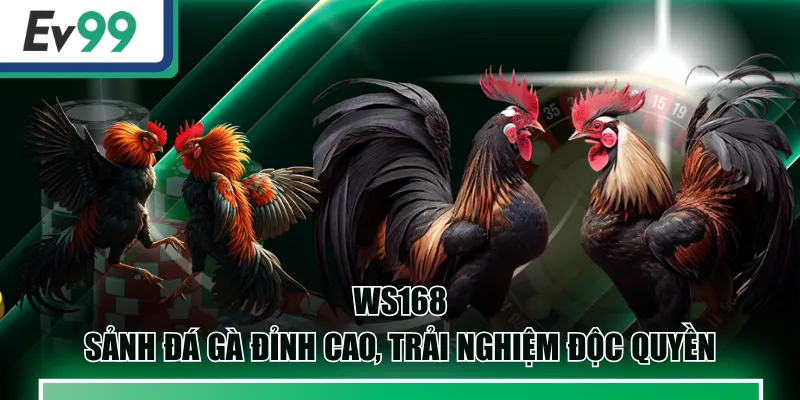 Đá Gà EV99 - Live Betting Nhận Tiền Thưởng Khủng